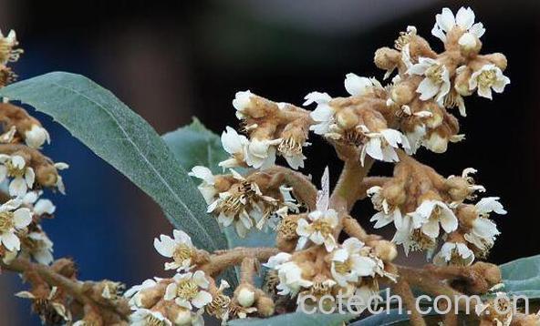 枇杷花和什么煮水止咳 枇杷花怎么煮水止咳-1