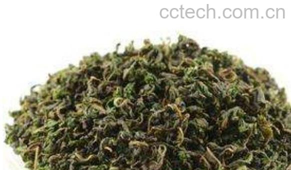 霜桑叶茶的作用与功效-0