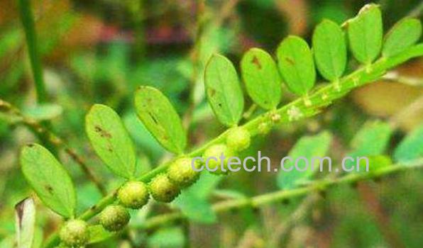 叶下珠的功效与作用及药用价值-1