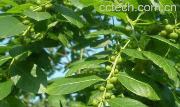 叶下珠的功效与作用及药用价值-0