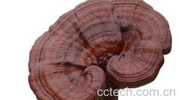 野生灵芝的功效与作用-0