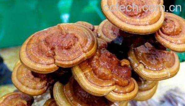 野生灵芝的功效与作用-1