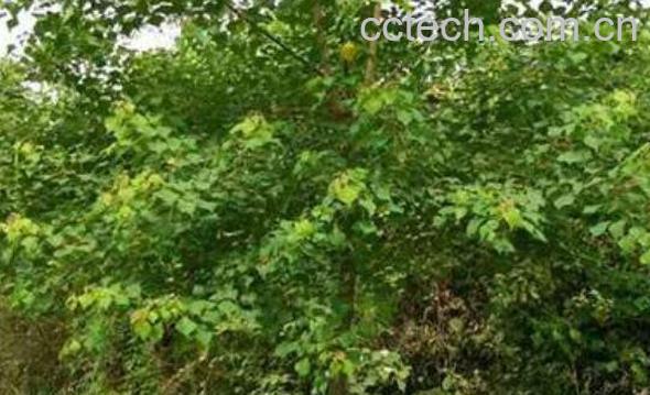 乌柏的功效与作用 乌柏的使用禁忌-1