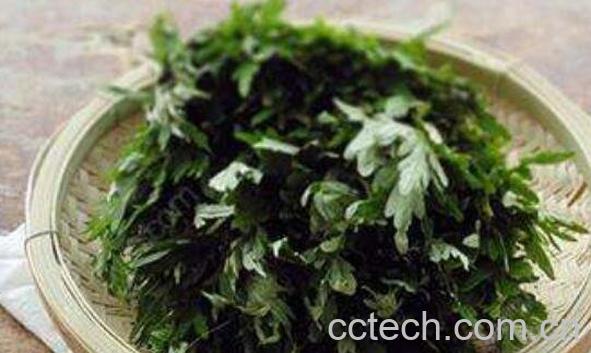 艾叶泡水喝有什么功效-1