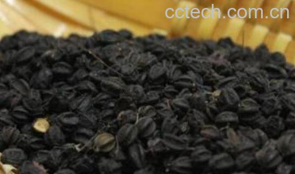 刺五加籽泡水喝的功效与禁忌-1