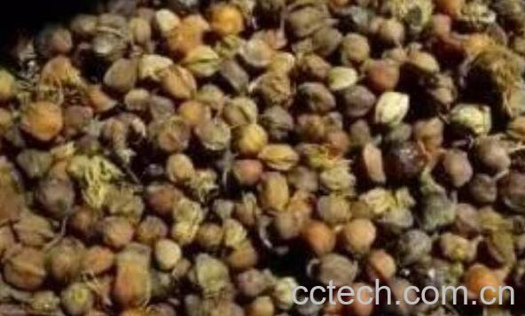 柏树籽的功效与作用-0