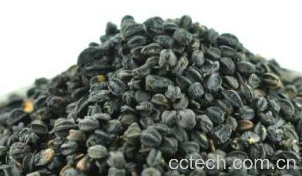 刺五加籽的功效与作用 刺五加籽的副作用-0