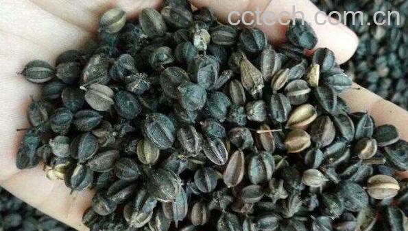 刺五加籽的功效与作用 刺五加籽的副作用-1