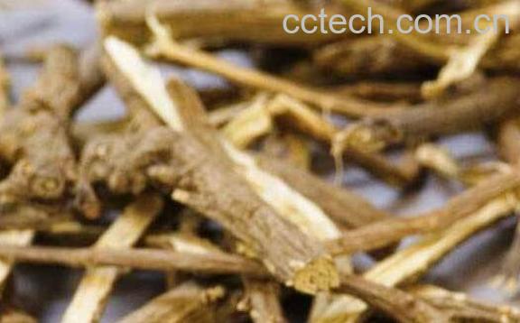 北柴胡的功效与作用及药用价值-1