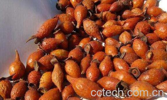 金樱子肉的功效与作用-0