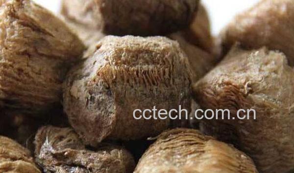 桑螵蛸的功效与作用及药用价值-0