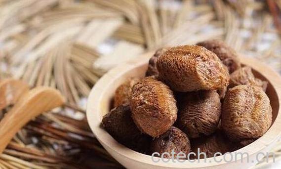 桑螵蛸的功效与作用及药用价值-1