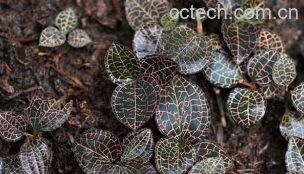 金线莲的功效与作用 金线莲怎么用-0