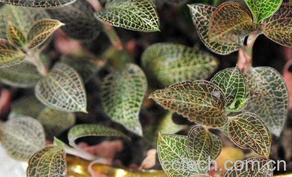 金线莲的功效与作用 金线莲怎么用-1