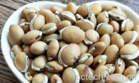 炒白扁豆的功效与作用及药用价值-0