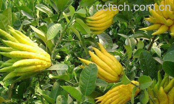 佛手的功效与作用及药用价值-0