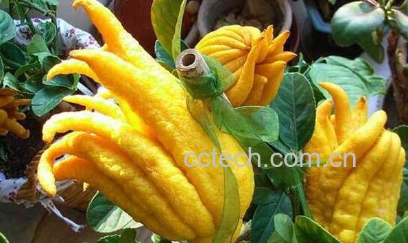 佛手的功效与作用及药用价值-1