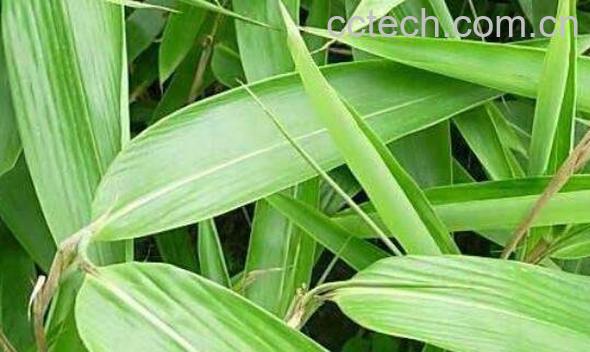 竹叶的功效与作用-0