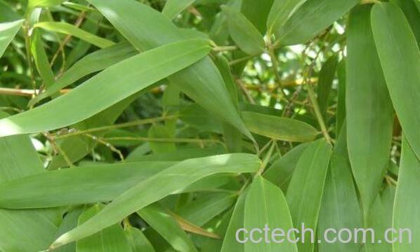 竹叶的功效与作用-1