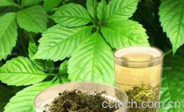 七叶绞股蓝的功效与作用-1