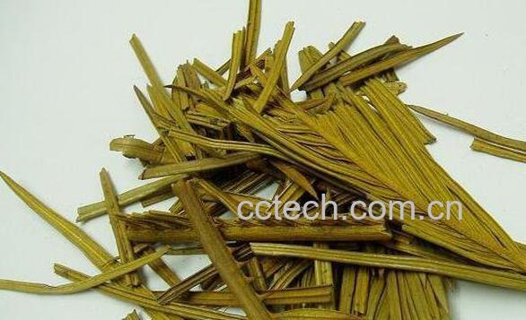 铁树叶的功效与作用及使用禁忌-1