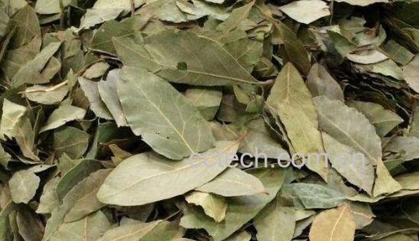 香叶的功效与作用 香叶的吃法-1