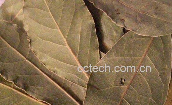 香叶的功效与作用 香叶的吃法-0