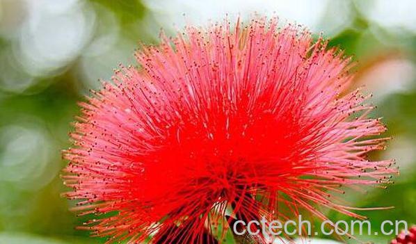 红花素的功效与作用 红花素的副作用-0