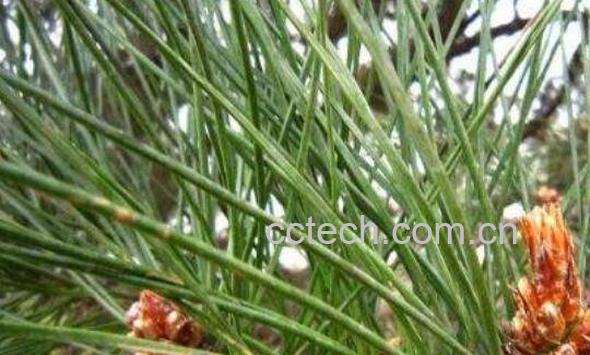 松针的药用价值及危害-0