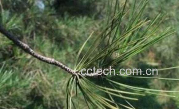 松针的药用价值及危害-1