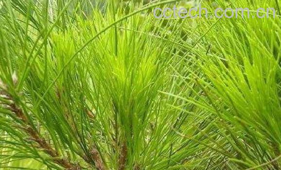 松针泡酒的功效与作用 松针泡酒的做法-0