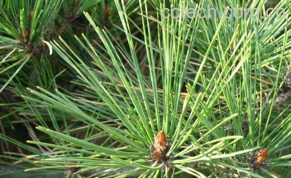 松针的功效与作用 松针长期服用有害-0