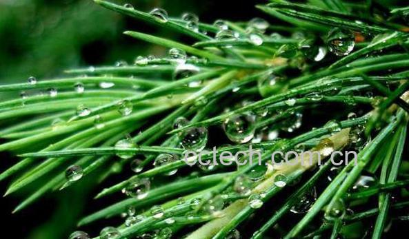 松针的功效与作用 松针长期服用有害-1