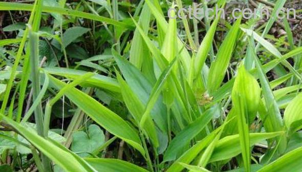  淡竹叶的功效与作用及禁忌-0