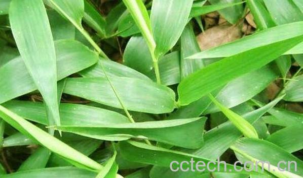  淡竹叶的功效与作用及禁忌-1