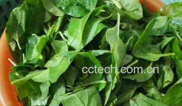 枸杞叶有什么功效 枸杞叶的功效与作用-1