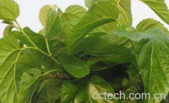 桑叶泡脚的功效与作用-0