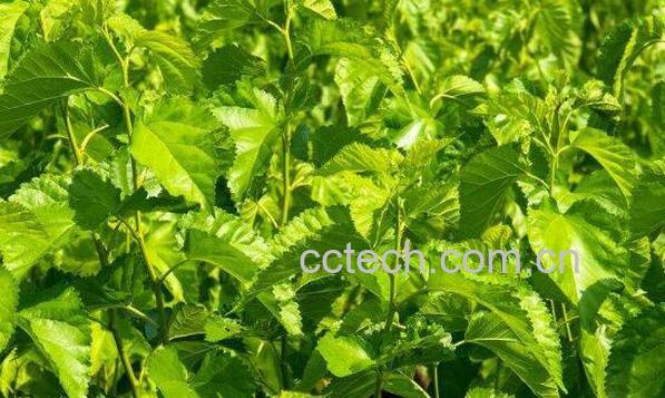 桑叶的作用与功效及食用方法-1