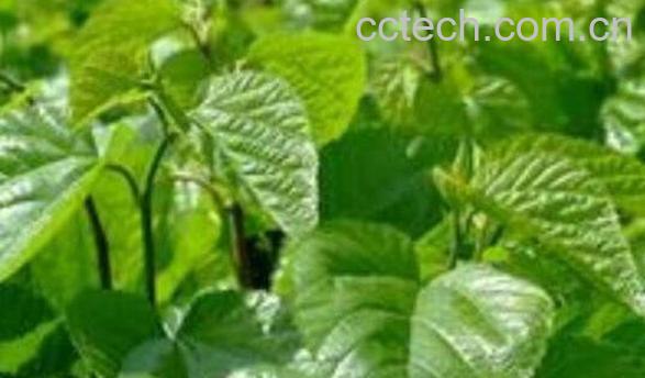 桑叶泡脚的功效与作用-1