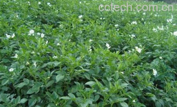 大青叶的功效与作用 大青叶的药用价值-0