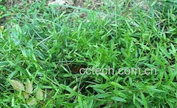 花蛇舌草的功效与作用-0