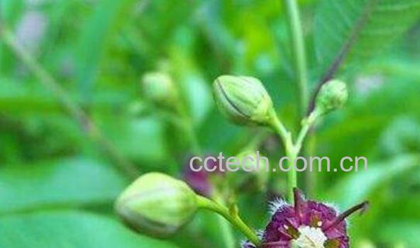 花蛇舌草的功效与作用-1