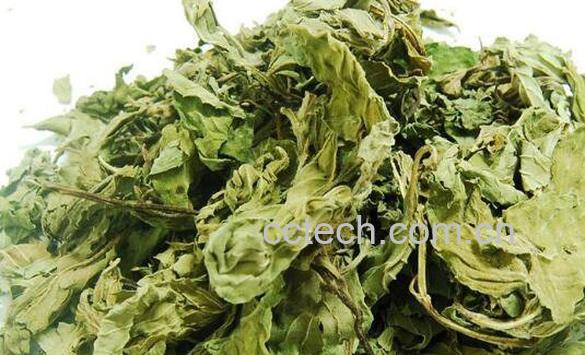 干薄荷叶的功效与作用-0