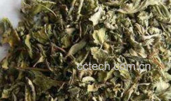 干薄荷叶的功效与作用-1