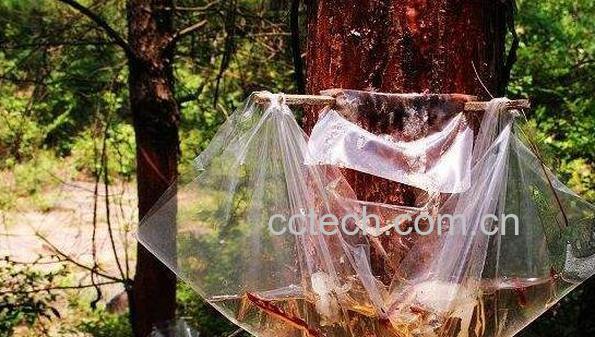 松脂油的功效与作用及存储方法-0