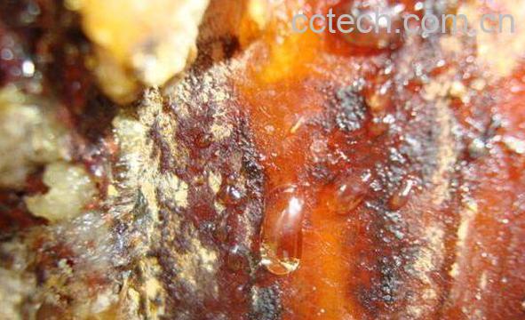 松脂的功效与作用及药用价值-1