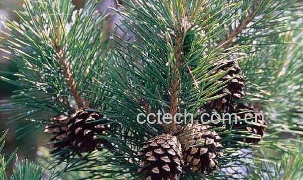 马尾松针的功效与作用-0
