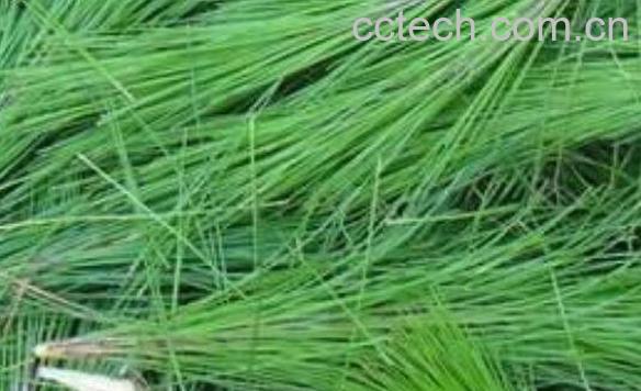 马尾松针的功效与作用-1