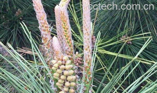 松针酵素怎么做 松针酵素的功效与作用-1