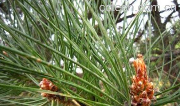 松针酵素怎么做 松针酵素的功效与作用-0